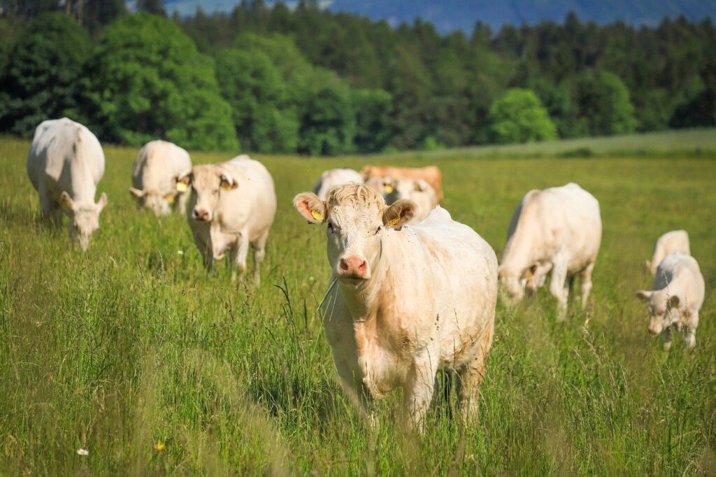 cows, cattle, animals
