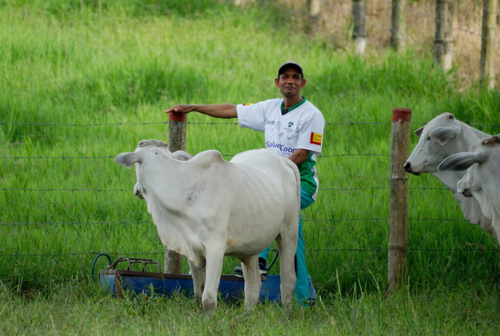 Herder standing beside a Cow