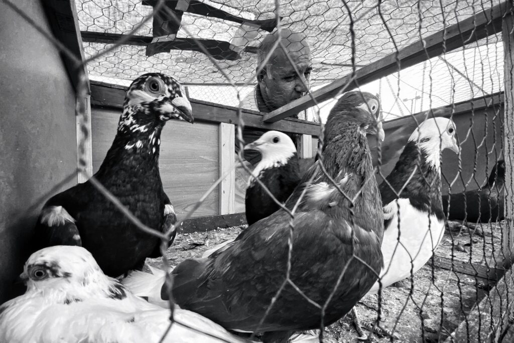 Black and white image of pigeons in a coop with a person looking inside, showing intimacy with animals.