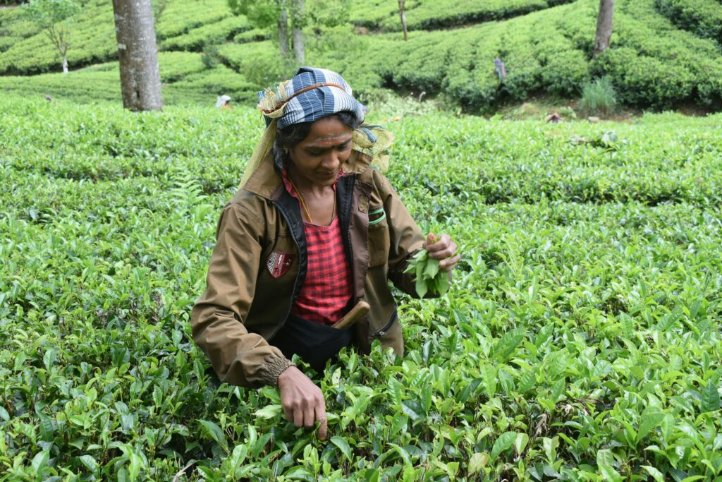 An adult woman picks tea leaves in a vibrant green plantation field. Ideal for agriculture and farming themes.