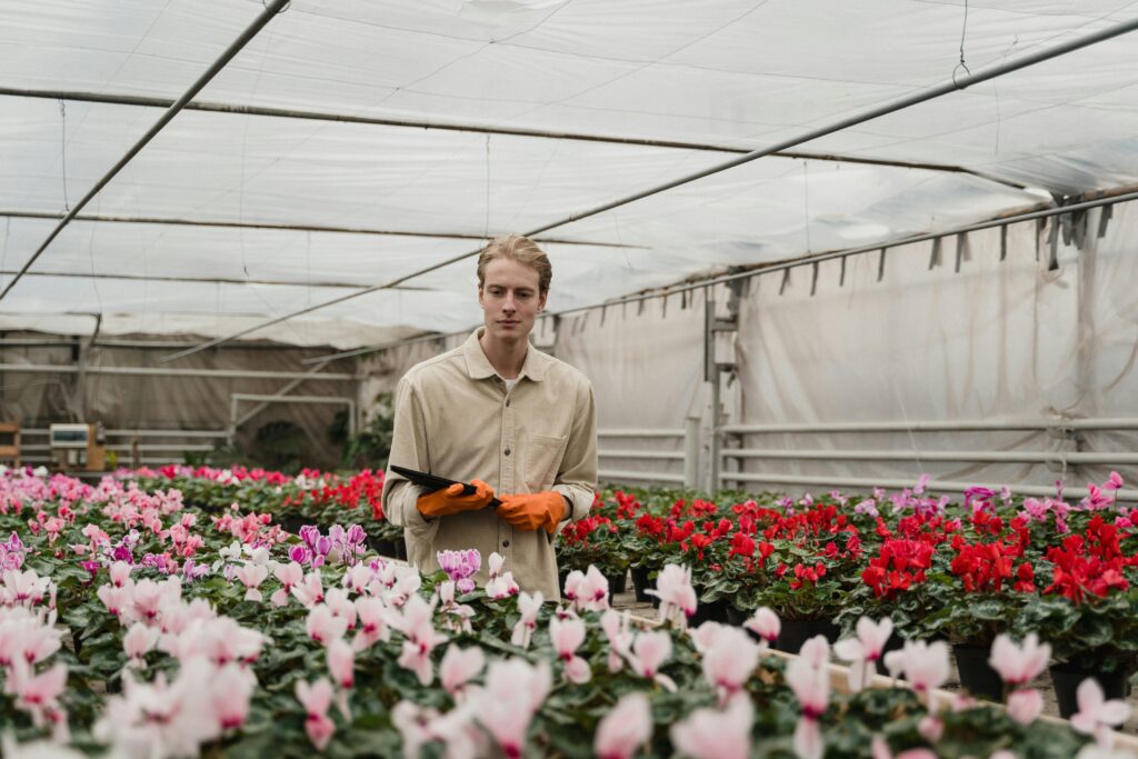 A young gardener tending cyclamen flowers in a greenhouse using a digital tablet.