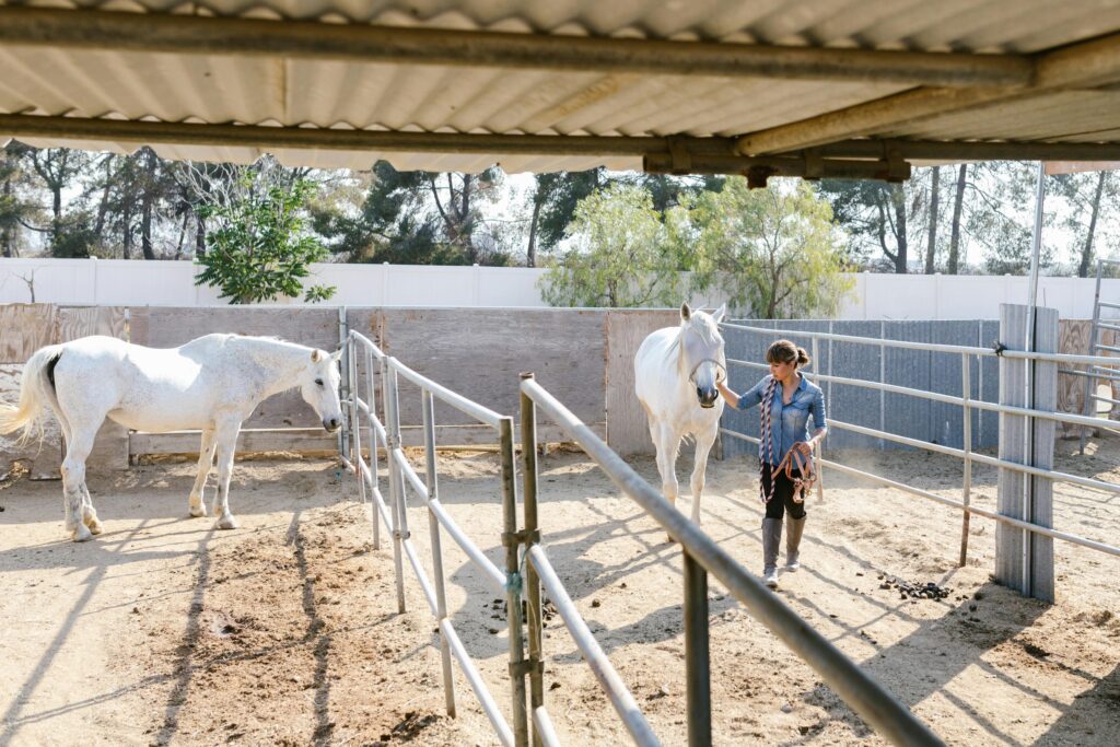 A woman guides a white horse in a fenced ranch corral under a sunny day.